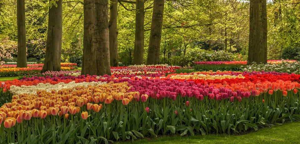 743e620f-2ddd-46c5-9d7a-d0a71e997b73-blooming-flowers-in-keukenhof-park-2021-08-30-23-51-37-utc (1).jpg